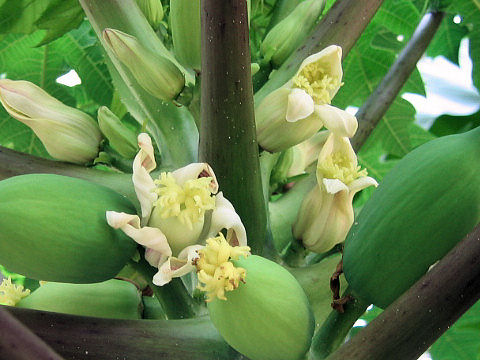 Carica papaya