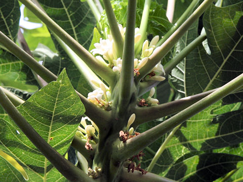 Carica papaya