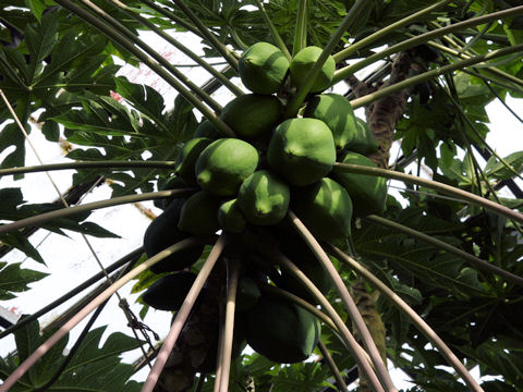 Carica papaya