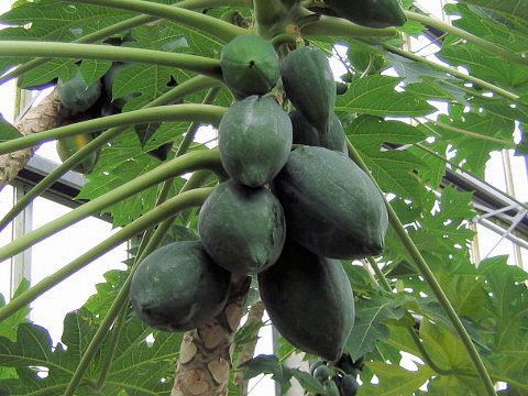 Carica papaya