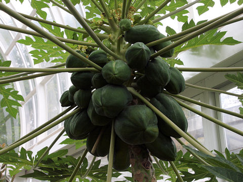 Carica papaya