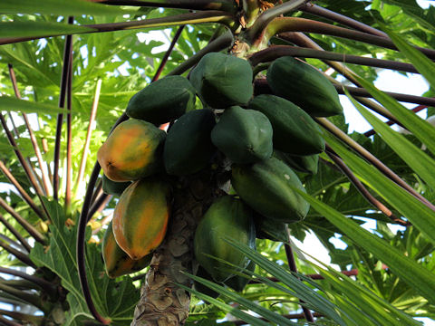 Carica papaya