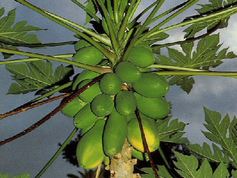 Carica papaya