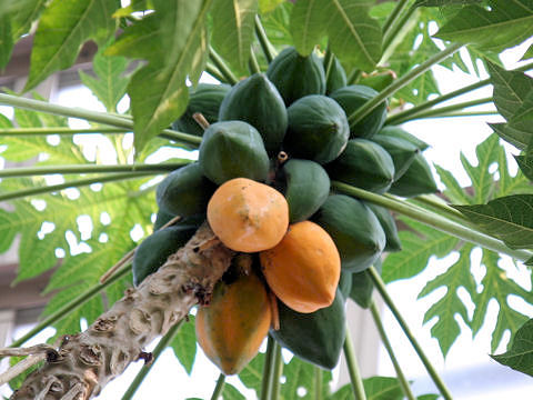 Carica papaya