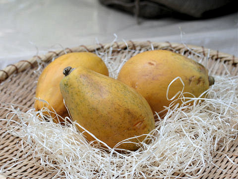 Carica papaya