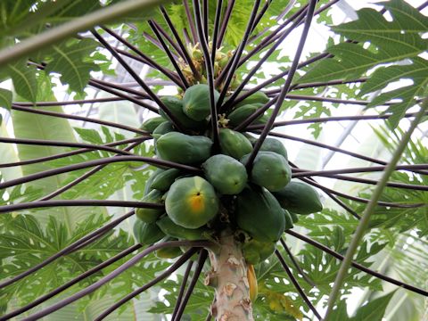 Carica papaya