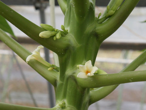 Carica papaya