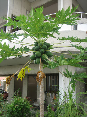 Carica papaya