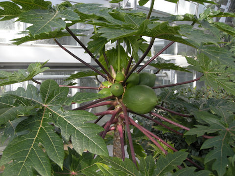 Carica papaya