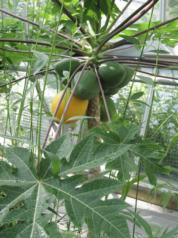 Carica papaya