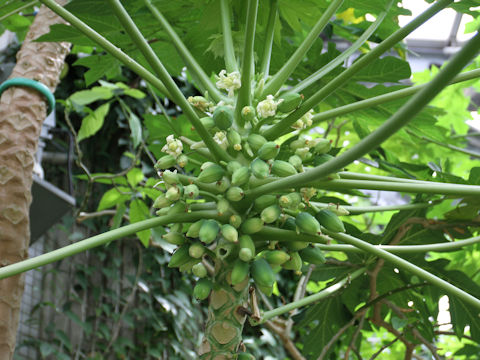 Carica papaya