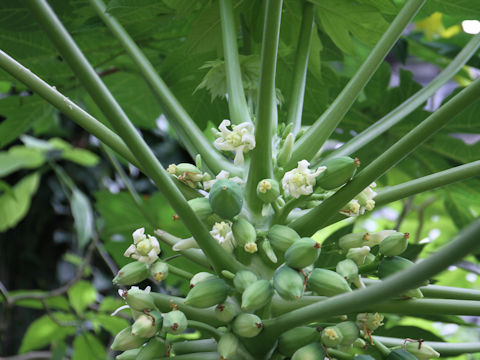 Carica papaya