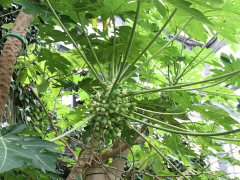 Carica papaya