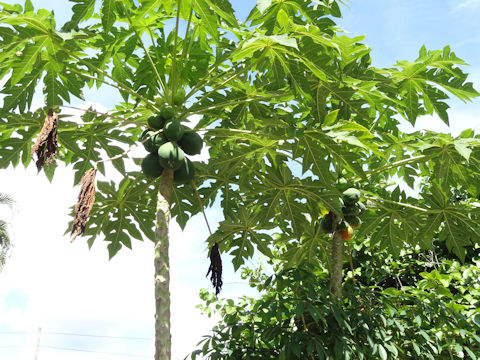 Carica papaya