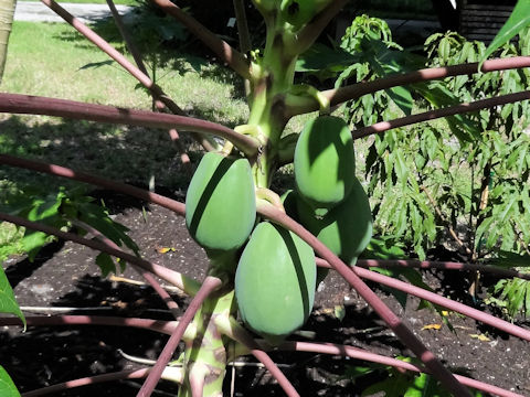 Carica papaya