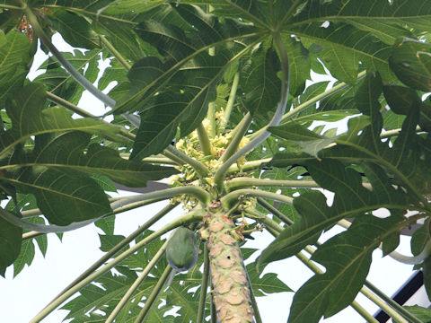 Carica papaya