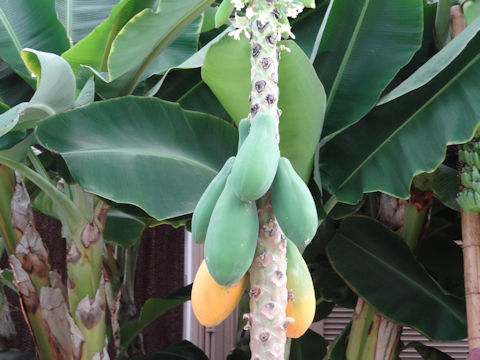 Carica papaya