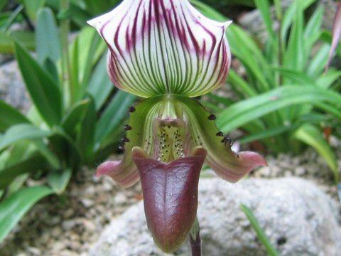 Paphiopedilum callosum