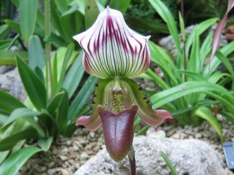 Paphiopedilum callosum