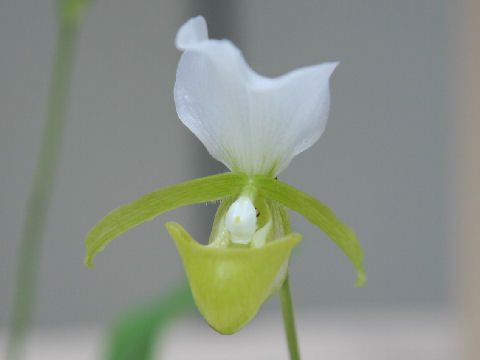 Paphiopedilum charlesworthii