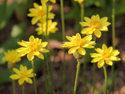 Helichrysum subulifolium cv. Golden Sun