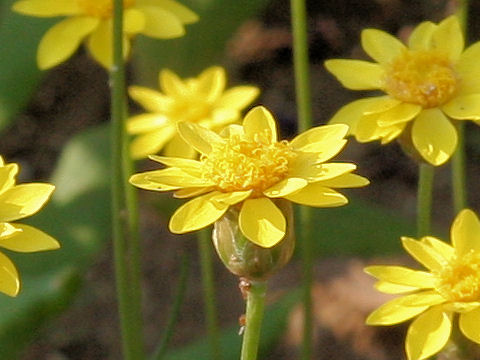 Helichrysum subulifolium cv. Golden Sun