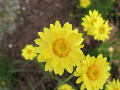 Helichrysum subulifolium