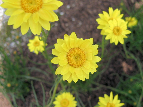 Helichrysum subulifolium