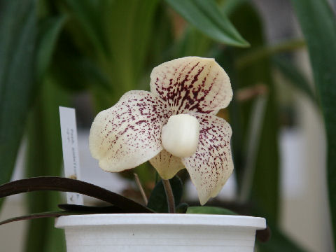 Paphiopedilum godefroyae