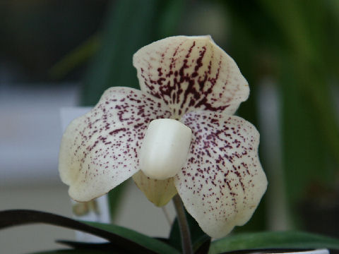 Paphiopedilum godefroyae