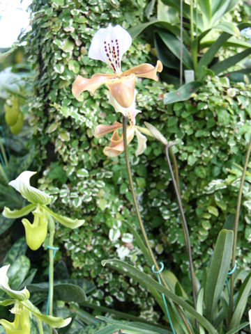 Paphiopedilum gratrixanum