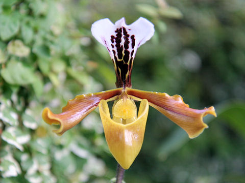 Paphiopedilum gratrixanum