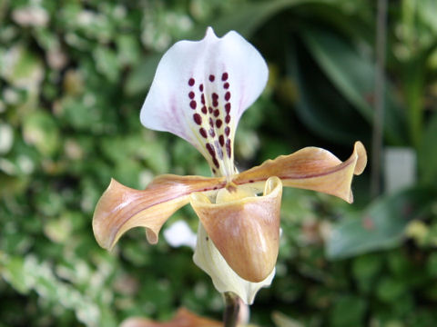 Paphiopedilum gratrixanum