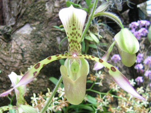 Paphiopedilum haynaldianum