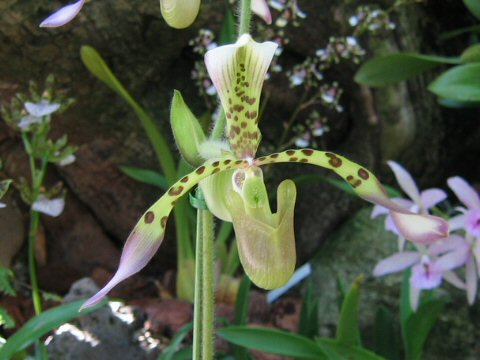 Paphiopedilum haynaldianum