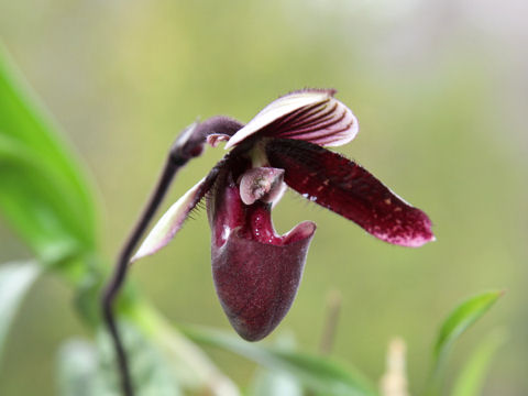 Paphiopedilum sp.