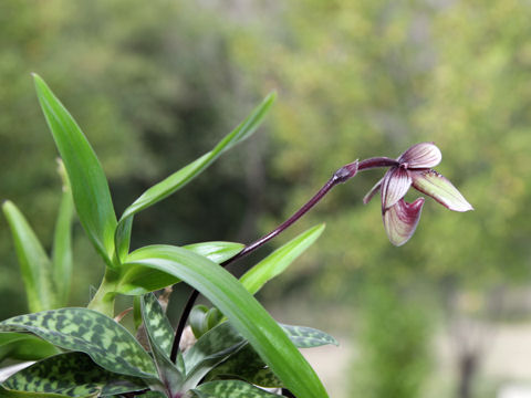 Paphiopedilum sp.