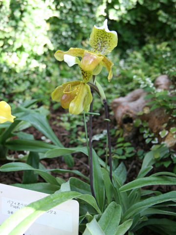 Pahiopedilum insigne