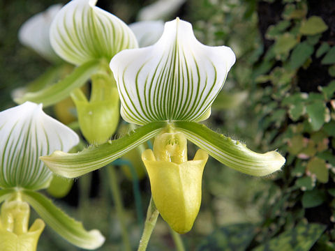 Paphiopedilum Maudiae cv. Magnificum