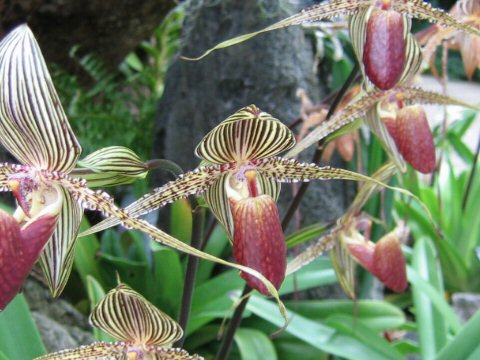 Paphiopedilum rothschildianum