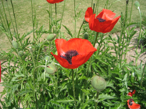 Papaver rupifragum