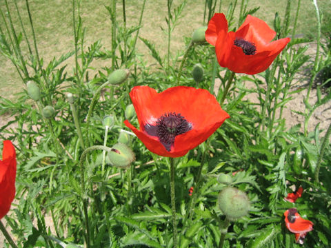 Papaver rupifragum