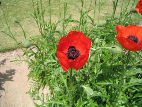 Papaver rupifragum