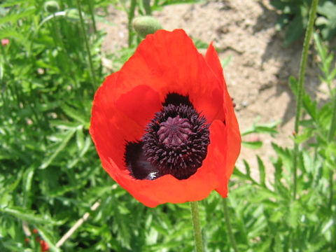 Papaver rupifragum