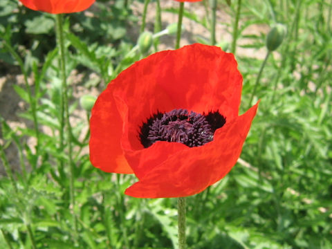 Papaver rupifragum