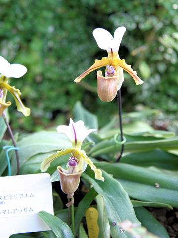 Paphiopedilum spicerianum