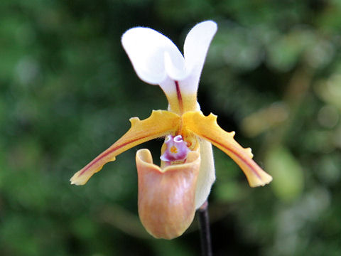 Paphiopedilum spicerianum