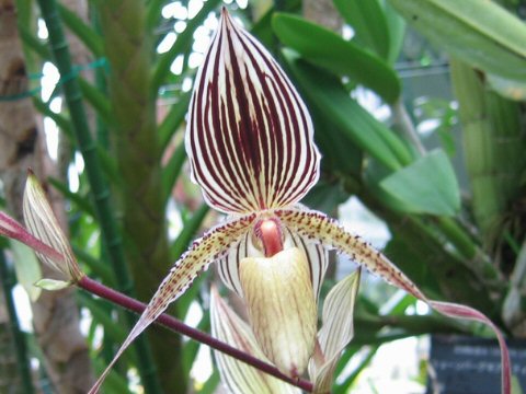 Paphiopedilum supardii