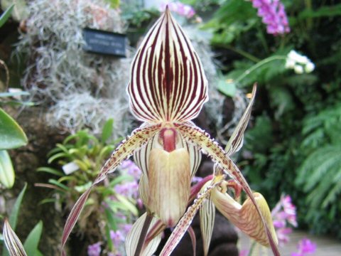 Paphiopedilum supardii