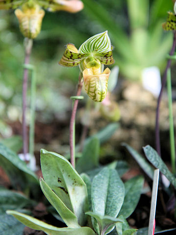 Paphiopedilum venustum